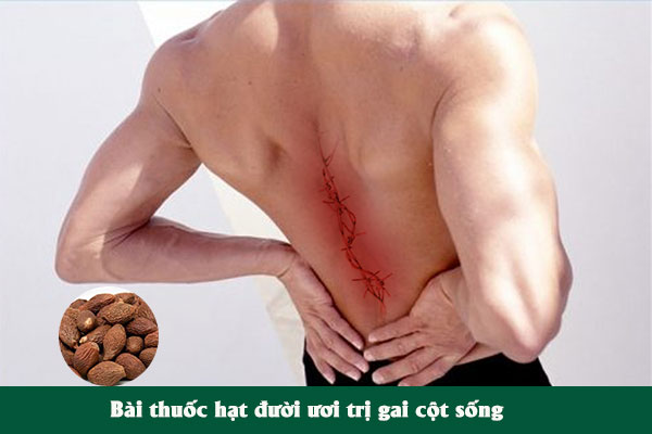 Hạt đười ươi thường được dùng làm bài thuốc trị gai cột sống.