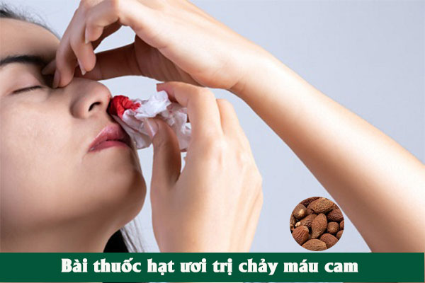Hạt ươi có tác dụng cầm máu khi bị chảy máu cam.