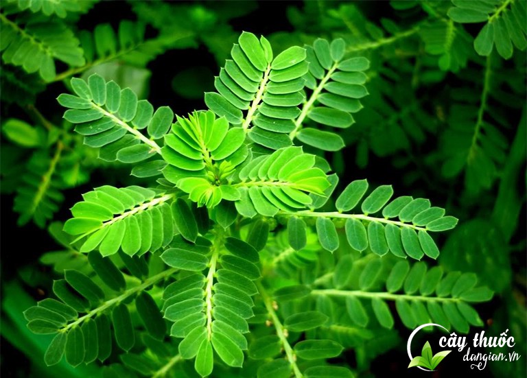 Sử dụng cây chó đẻ có tác dụng giảm cân không?