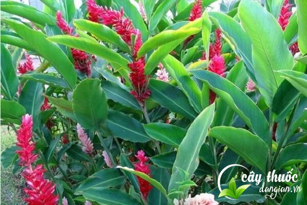 Củ gừng gió hay còn gọi là riềng dại, gừng dại,... có khả năng chữa được nhiều loại bệnh.