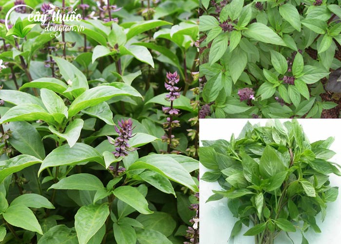 Hình ảnh cây húng quế