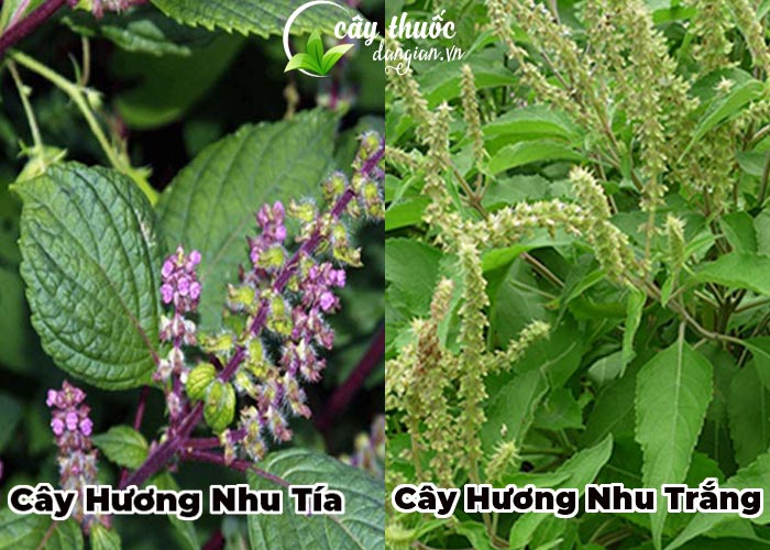 Cây hương nhu tía và trắng