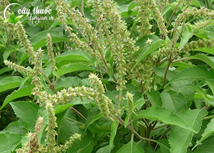 Hình ảnh Cây Hương Nhu Trắng