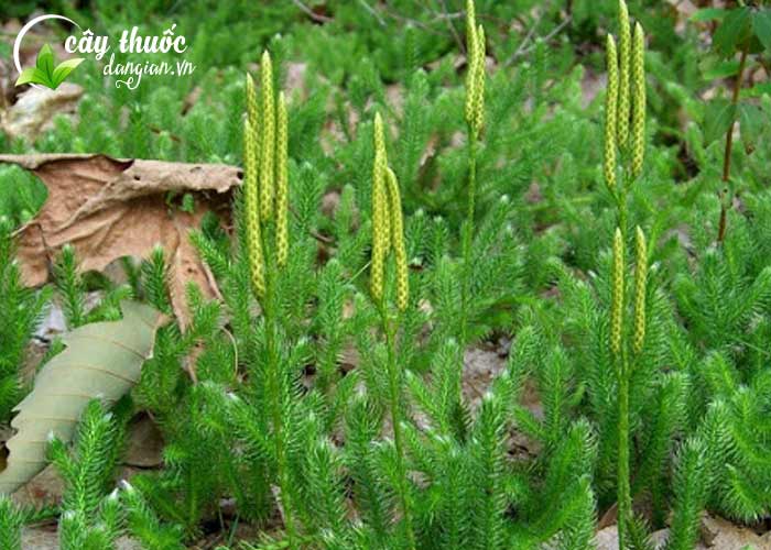 Hình ảnh cây thông đất