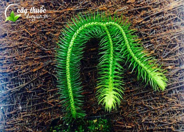 hình ảnh cây thông đất