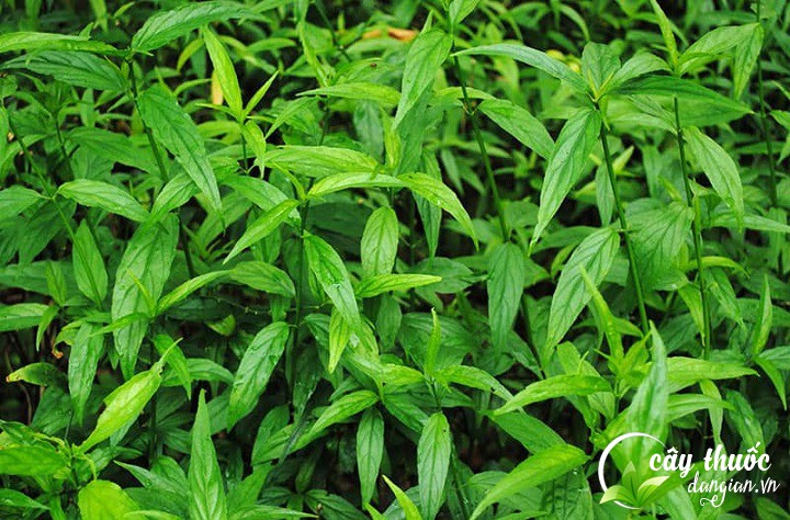 nhung-tac-dung-tuyet-voi-của-cay-xuong-khi