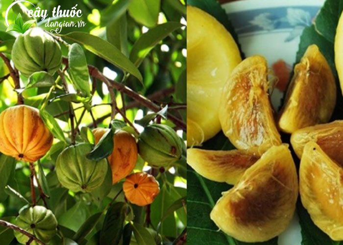 Hình ảnh quả bứa giảm cân hiệu quả