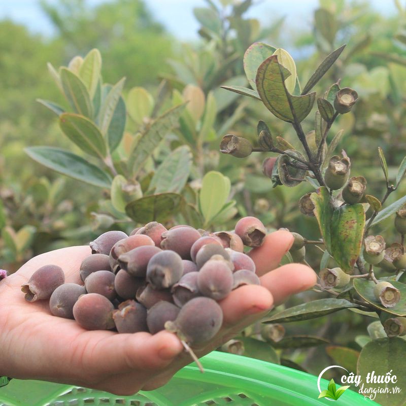 nen-mua-sim-vao-thoi-diem-nao