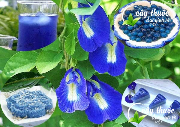 Điều kì diệu từ loài hoa đậu biếc