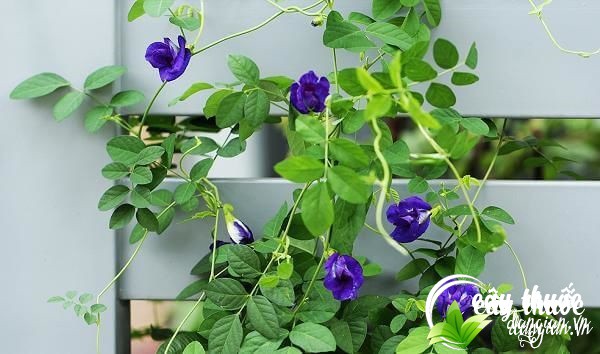 Thông tin cần biết xoay quanh hoa đậu biếc