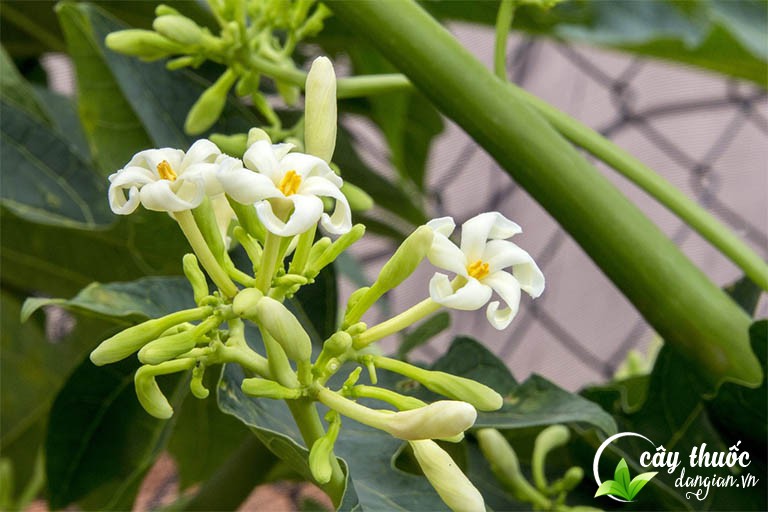 hoa-du-du-duc-gia-bao-nhieu