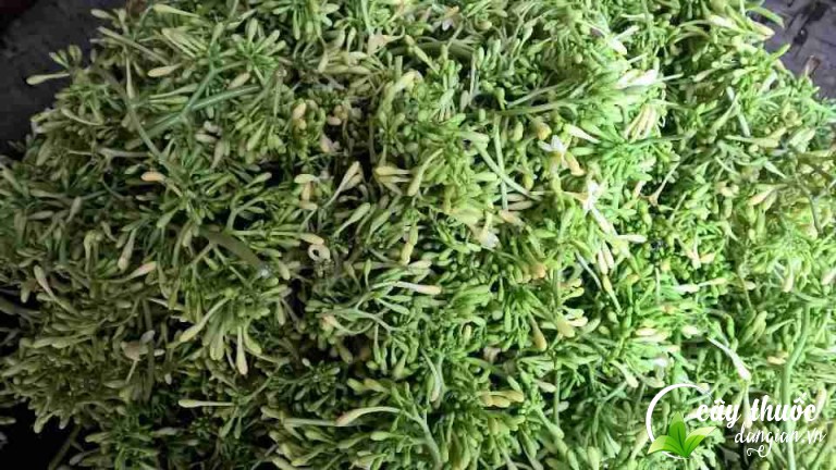 hoa-du-du-duc-bao-nhieu-tine-1kg