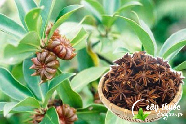 Lưu ý không lạm dụng hoa hồi để tránh bị ngộ độc