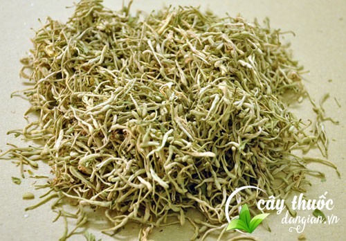 hoa-kim-ngan-rat-tot-cho-suc-khoa