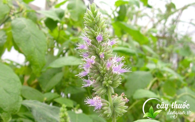 Hoắc hương giúp tinh thần thoải mái