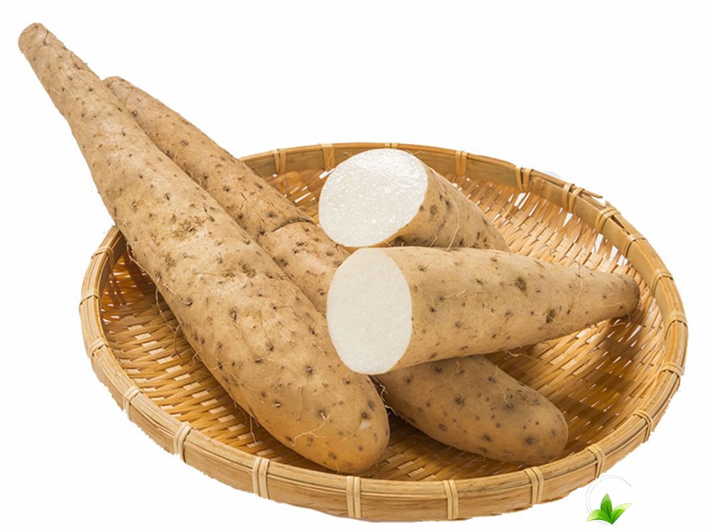 Củ hoài sơn tươi