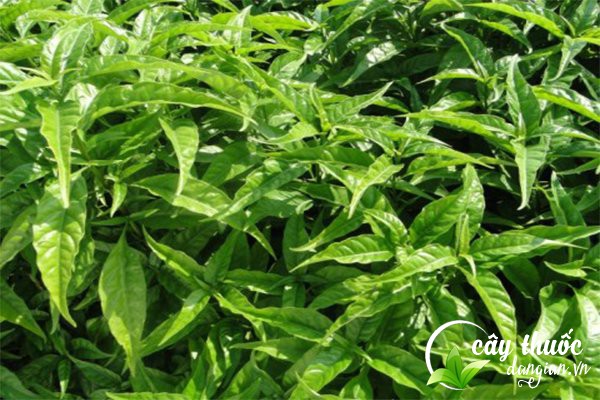 Hoàn ngọc hay còn gọi là cây xuân hoa, cây thần tượng, cây con khỉ,… là một cây dược liệu giúp chữa nhiều bệnh lý.