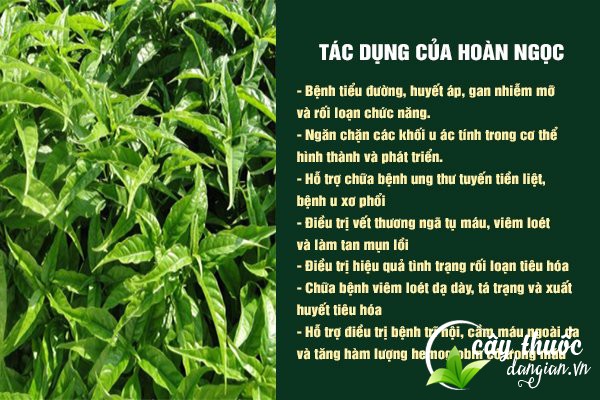 Những công dụng tuyệt vời mà cây hoàn ngọc mang lại cho sức khỏe.