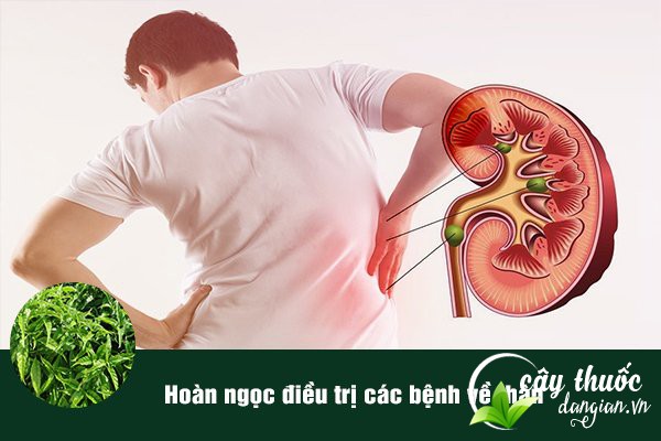 Hoàn ngọc cũng được sử dụng nhiều để làm bài thuốc chữa bệnh thận hiệu quả.