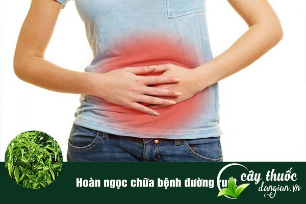 Hoàn ngọc thường được sử dụng để làm bài thuốc chữa bệnh đường ruột.