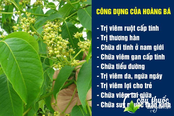 Một số công dụng của hoàng bá đối với sức khỏe