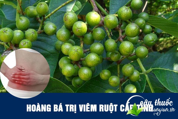 Hoàng bá được sử dụng nhiều để làm bài thuốc trị viêm ruột cấp tính