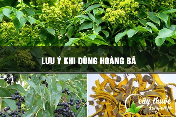Lưu ý không nên lạm dụng vị thuốc hoàng bá quá nhiều 