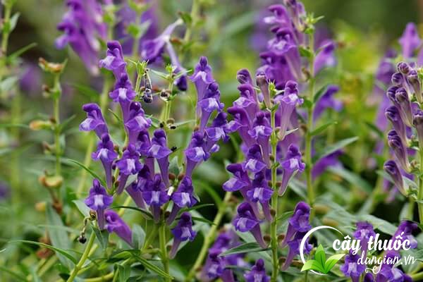 Hoàng cầm là một dược liệu được dùng để chế biến thành các bài thuốc giúp chữa trị một số bệnh lý