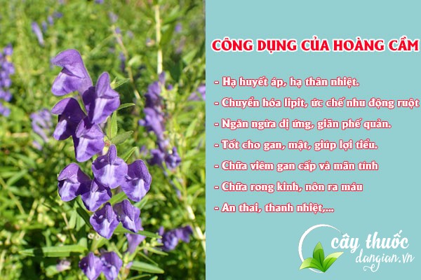 Hoàng cầm được biết đến là một dược liệu có nhiều công dụng tốt cho sức khỏe