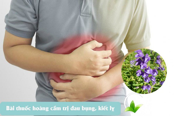Bài thuốc chữa đau bụng, kiết lị từ hoàng cầm rất tốt
