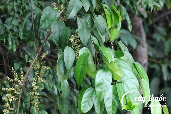 Hoàng đằng là một vị thuốc nam có nhiều tên gọi khác nhau như vàng giang, nam hoàng liên,...