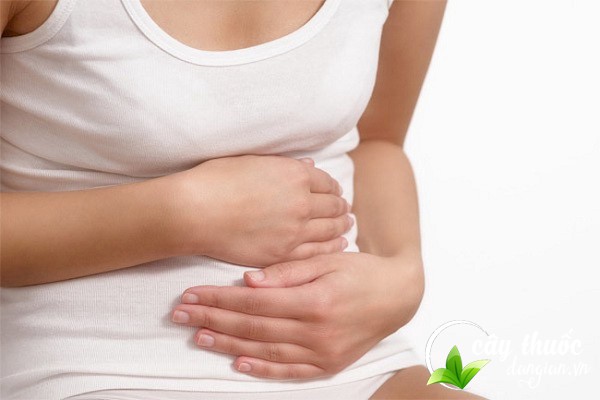 Hoàng đằng giúp ức chế vi khuẩn đường ruột