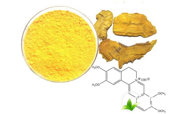 Hoàng đằng được sử dụng để điều chế bài thuốc trị kiết l, tiêu chảy,...