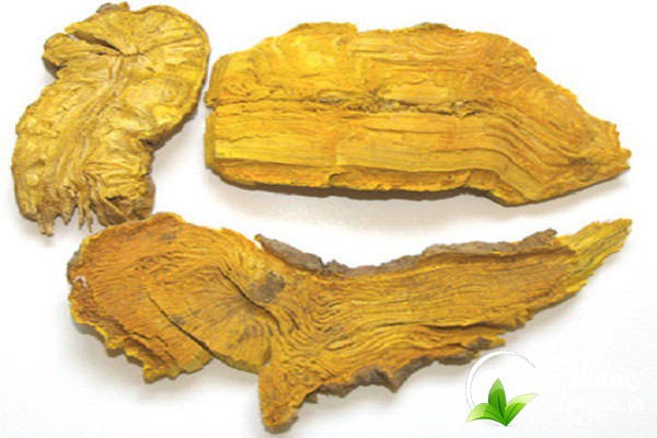 Lưu ý không được tùy tiện sử dụng Hoàng đằng mà cần tư vấn bác sĩ trước khi dùng