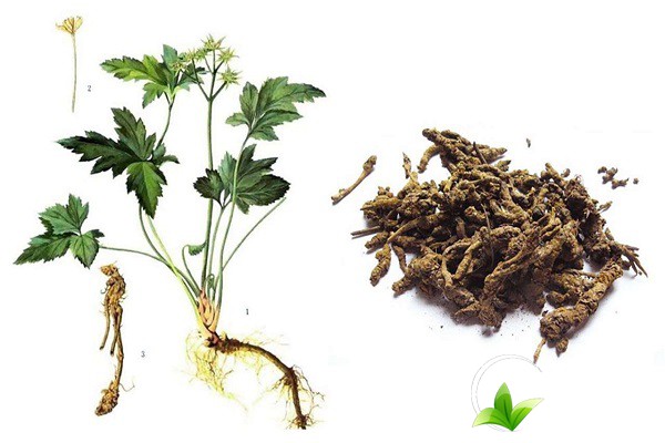 Hoàng liên là một dược liệu được sử dụng nhiều trong Đông y 