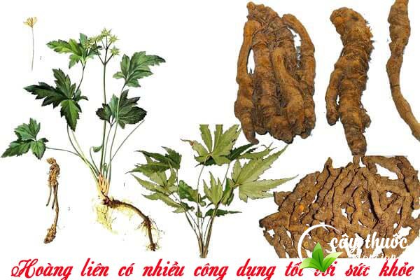 Hoàng liên có nhiều công dụng cho sức khỏe cả về Y học hiện đại và Y học cổ truyền