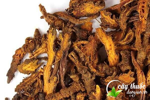 Rễ Hoàng liên là bộ phận được sử dụng nhiều để điều chế thuốc