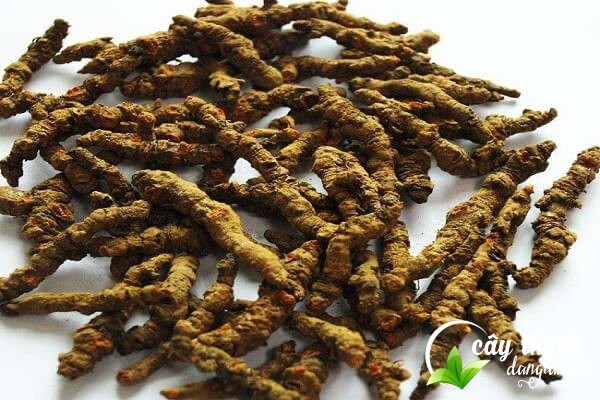 Hoàng liên có nhiều công dụng chữa nhiều bệnh lý, trong đó có thể dùng để chữa bệnh trĩ