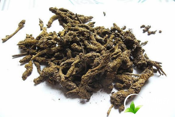 Hoàng liên thường lành tính, an toàn nhưng không phải đối tượng nào cũng dùng được