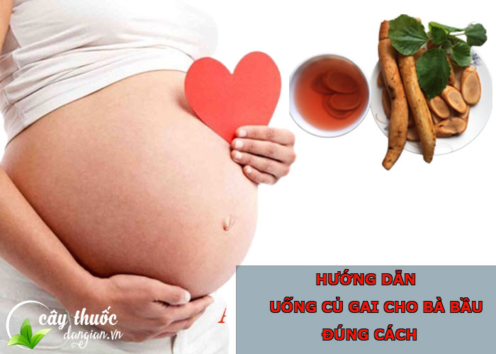 Hướng dẫn bà bầu uống củ gai đúng cách