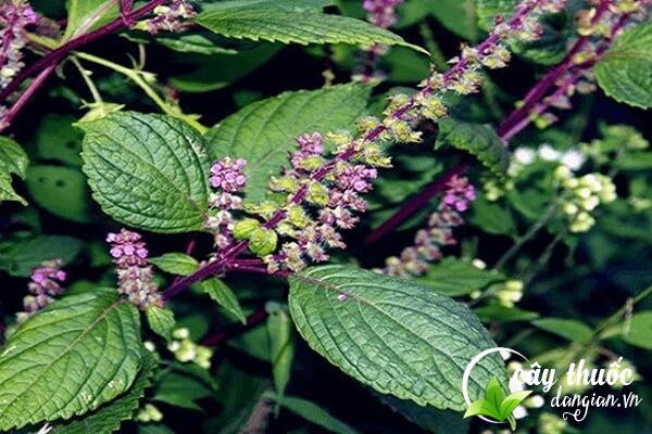 Hương nhu còn có tên gọi khác là é tía, é đỏ,...