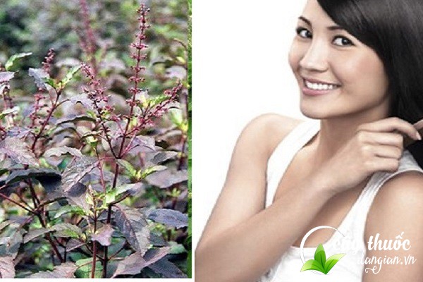 Bài thuốc hương nhu giúp kích thích mọc tóc