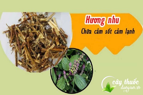 Bài thuốc hương nhu chữa cảm lạnh, ho, sốt