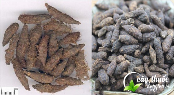 Bài thuốc chữa bệnh từ hương phụ