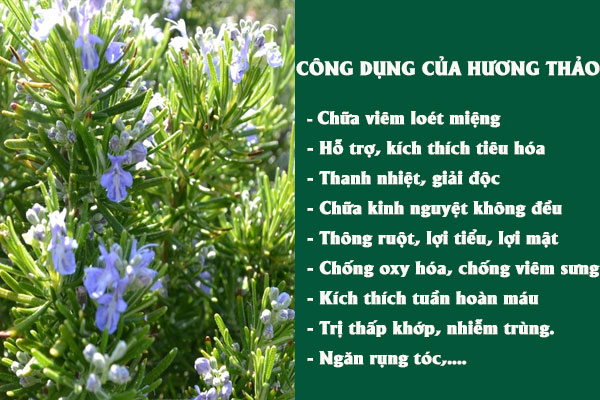 Hương thảo có nhiều tác dụng tốt đối với sức khỏe cả theo nghiên cứu Y học hiện đại và Y học cổ truyền.
