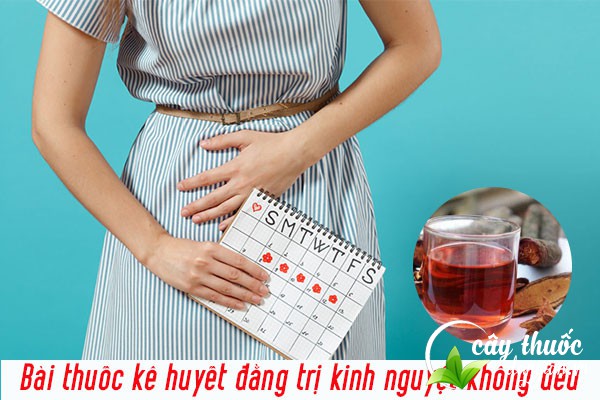 Bài thuốc kê huyết đằng trị rối loạn kinh nguyệt cho chị em phụ nữ