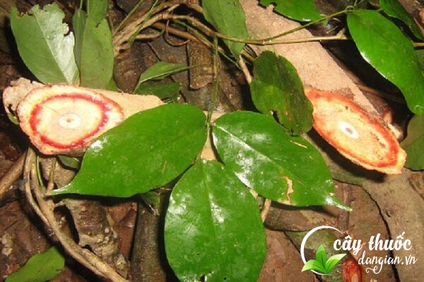 Huyết đằng hay còn gọi là kê huyết đằng, cây bổ máu,... có nhiều tác dụng cho sức khỏe