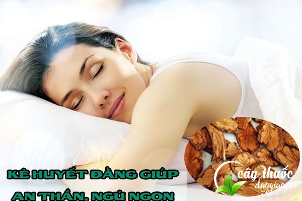 Kê huyết đằng có công dụng bổ máu, an thần, ngủ ngon và nhiều công dụng khác,...