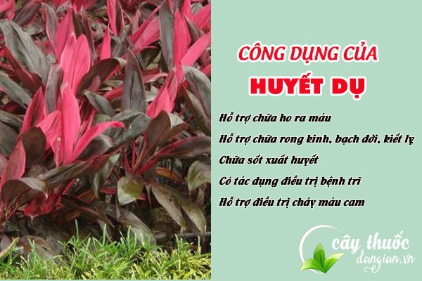 Công dụng của huyết dụ đối với sức khỏe