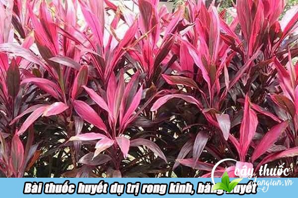 Bài thuốc huyết dụ trị rong kinh, băng huyết cho chị em phụ nữ